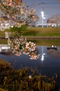Cherry blossoms in lake at night