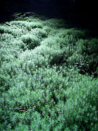 High angle view of plants growing on field