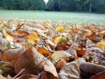 Close-up of fallen leaves on field