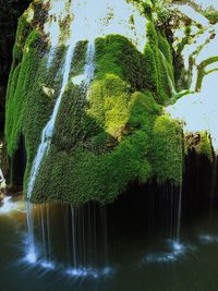 Scenic view of waterfall against trees