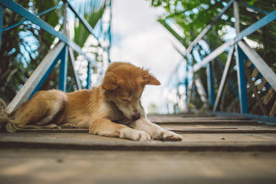 Close-up of a dog resting