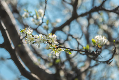 Close-up of plum blossoms in spring