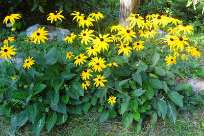 Close-up of yellow flowers