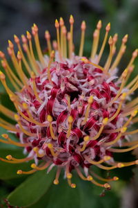 Close-up of flowering plant