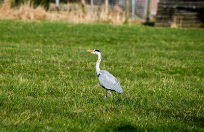 Bird on grassy field