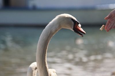 Swan in a lake