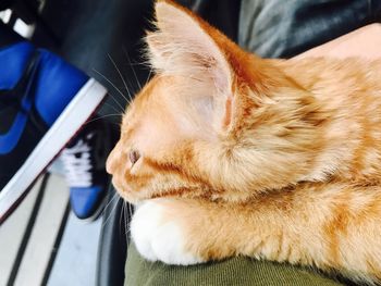 Close-up of ginger cat