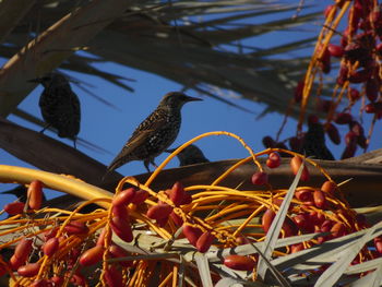 Low angle view of birds perching on tree