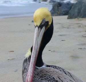 Close-up of pelican