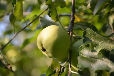 Close-up of apple on tree