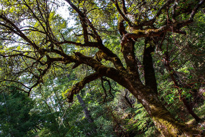 Trees in forest