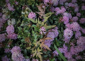 High angle view of purple flowering plants