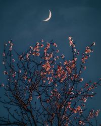 Low angle view of flowering tree against sky at night