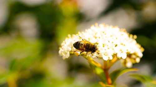 Close-up of bee pollinating on flower