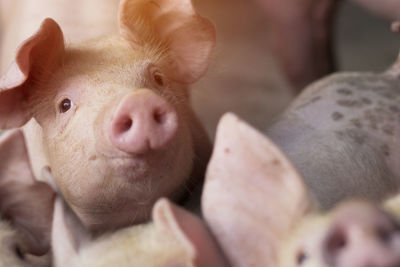 Close-up of group of piglets in farm 