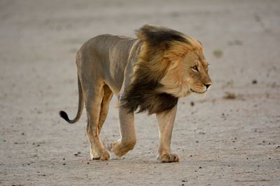 Lion standing on field