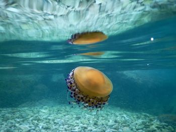 Close-up of jellyfish swimming in sea