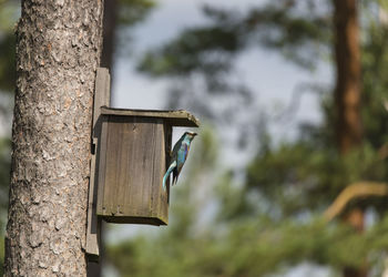 Bird perching on house attached to tree trunk