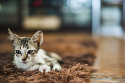 Kitten relaxing on carpet