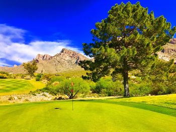 Tree on golf course against blue sky