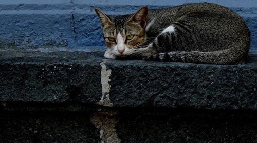 Portrait of cat relaxing outdoors