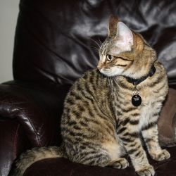 Close-up of cat sitting