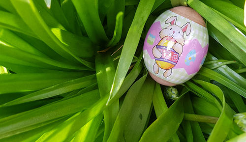 High angle view of easter eggs on plant