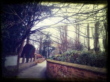 Bare trees by the road