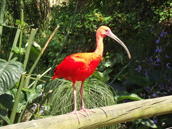 Close-up of a bird perching on wood
