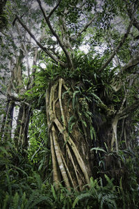 Low angle view of trees in forest