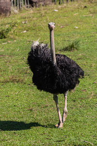 Black bird standing in a field