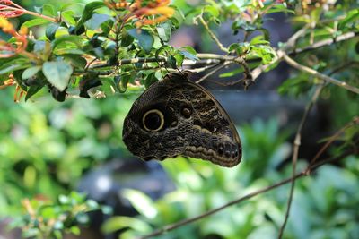 Close-up of butterfly perching on branch