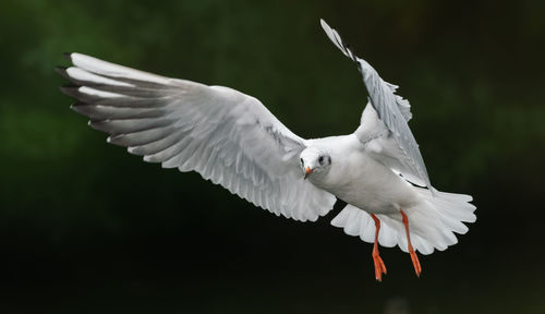 Seagull flying