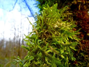 Close-up of plant against sky