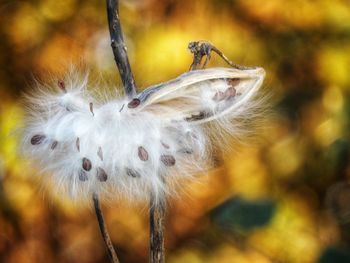 Close-up of dandelion on plant