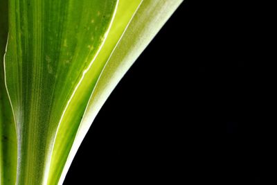 Close-up of green leaves