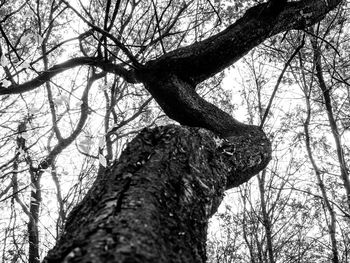 Low angle view of a tree
