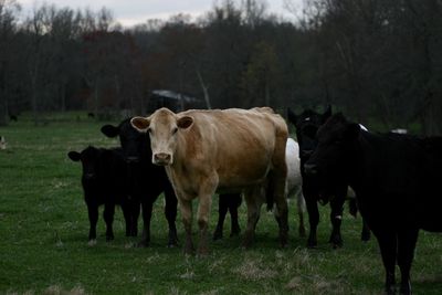 Cows standing in a field