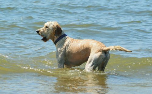 Side view of dog playing in the sea