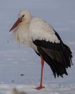 Close-up of bird against sky