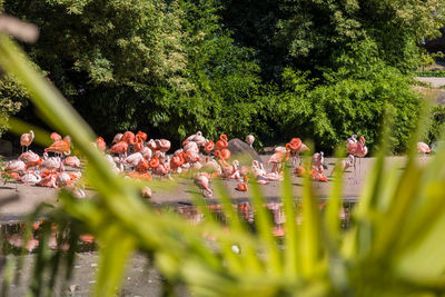 Close-up of birds by plants against trees