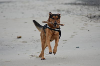 Portrait of dog carrying stick in mouth while running at beach