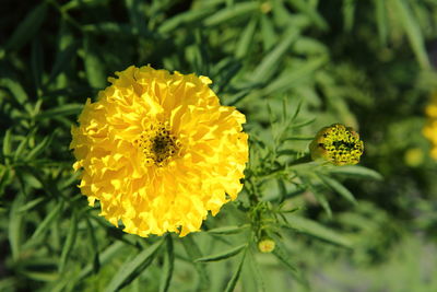 The marigold flower in the garden