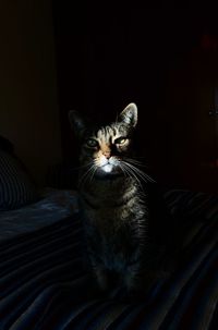 Cat sitting on bed at home