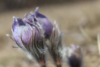 Close-up of purple flowering plant