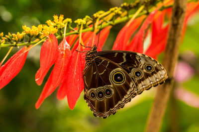 Close-up of butterfly pollinating on red flower