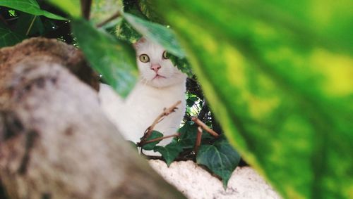 Portrait of a cat hiding between tree leaves