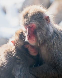 Japanese macaques embracing while sitting outdoors