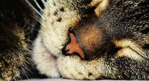 Full frame shot of cat