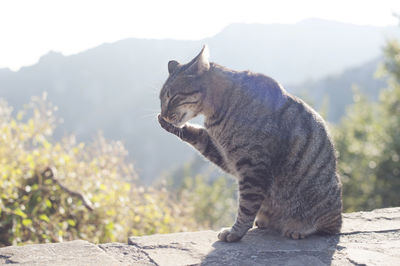 Close-up of lion sitting on mountain